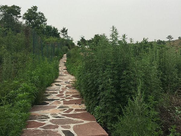 請到林州市森淼鱻生態(tài)莊園采摘甜杏