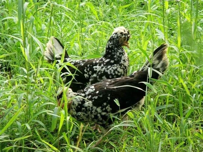 散養雞鴨鵝